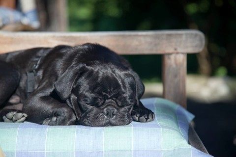 Black Pug dozing on a pillow