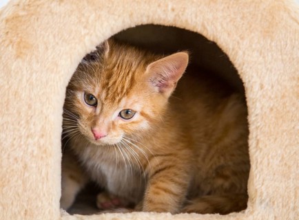 Young red tabby domestic cat in the cubby hole of a scratching post or cat tree