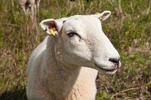 Domestic sheep in the salt marsh nature reserve