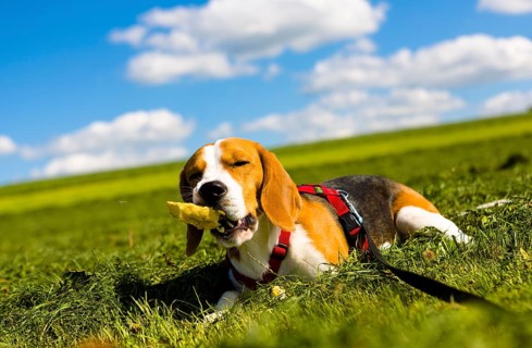 Tricolour Beagle
