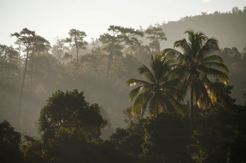 Backlit jungle at sunrise