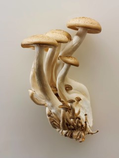Organic Hon-Shimeji mushrooms