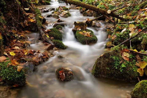 Wildbach stream in autumn