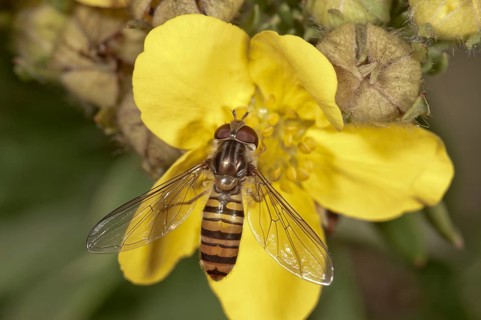 Marmalade Hoverfly (Episyrphus balteatus)