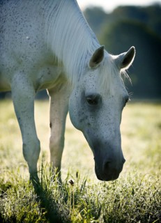 Grey Thuringian Warmblood mare