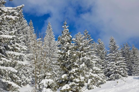 Snow-covered spruce trees (Picea abies)