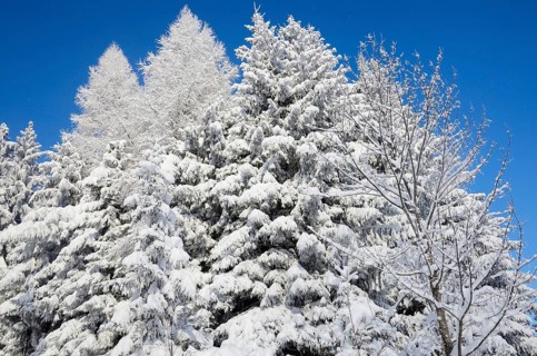 Snow-covered spruce trees (Picea abies) and larch trees (Laryx decidua)