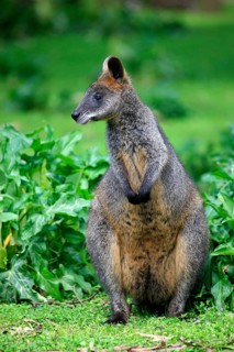 Swamp wallaby (Wallabia bicolor)