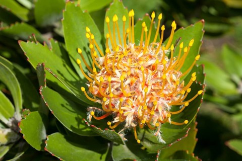 Tree Pincushion or Pincushion Protea (Leucospermum conocarpodendron)