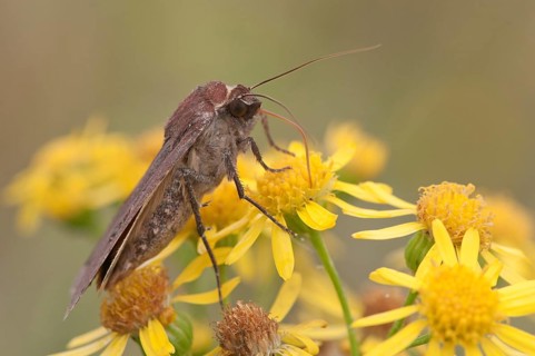 Lesser Broad-bordered Yellow Underwing (Noctua janthina)