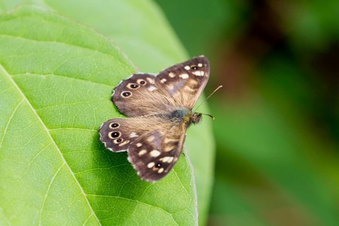 Speckled Wood butterfly (Pararge aegeria)