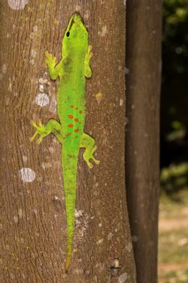 Madagascar Giant Day Gecko (Phelsuma madagascariensis grandis)