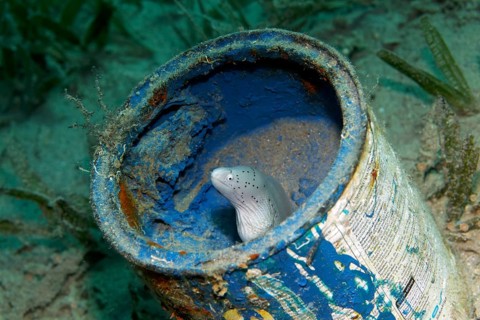 Geometric moray (Gymnothorax griseus) in paint pot