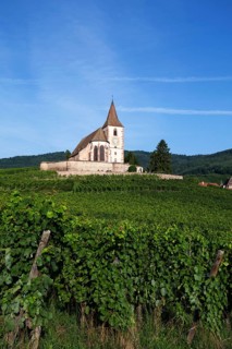 Gothic fortified church of Saint-Jacques in the vineyards