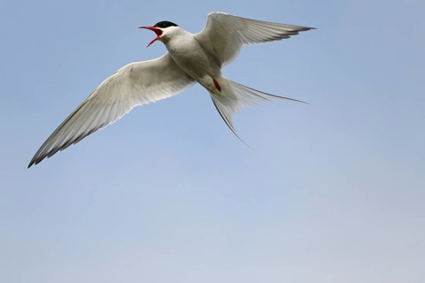 Arctic tern (Sterna paradisaea) calling in flight