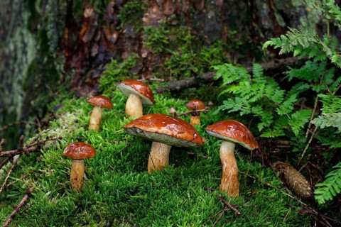 Bay boletes (Boletus badius)