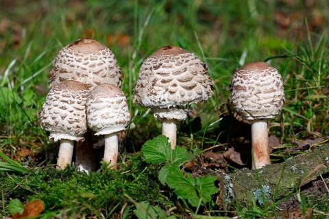 Shaggy parasol (Chlorophyllum rachodes)