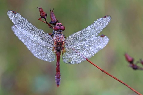 Meadowhawk dragonfly (Sympetrum sp.) covered with dew drops