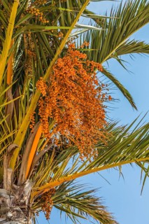 Date palm (Phoenix sp.)