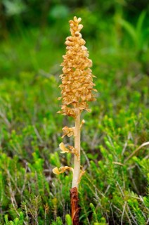 Bird's-nest Orchid (Neottia nidus-avis)