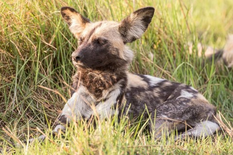African Wild Dog (Lyacon pictus)