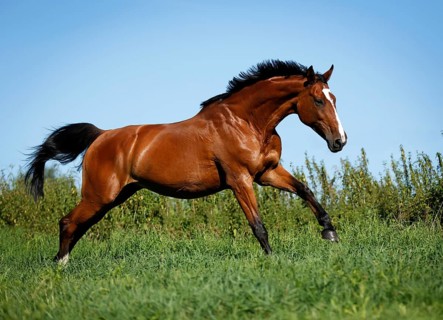 Brown mare