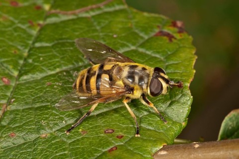 Dead Head Hoverfly (Myathropa florea)