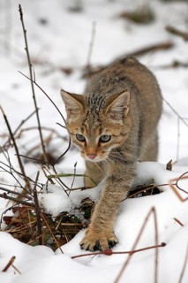 Wildcat (Felis silvestris)