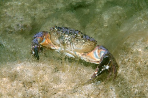 Warty Crab or Yellow Crab (Eriphia verrucosa)