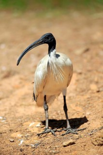 Australian White Ibis (Threskiornis molucca)