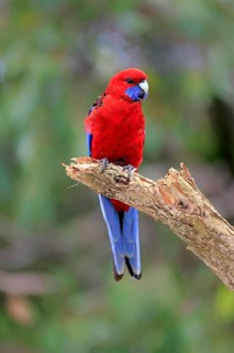 Crimson Rosella (Platycercus elegans) adult on perch