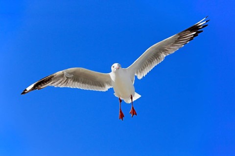Silver Gull (Larus novaehollandiae)