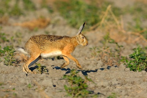 European Hare (Lepus europaeus) scampering on a harvested sunflower field