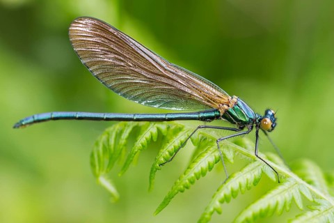 Demoiselle (Calopteryx virgo)