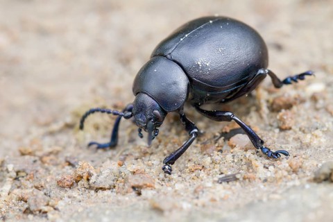 Bloody-nosed Beetle (Timarcha tenebricosa)