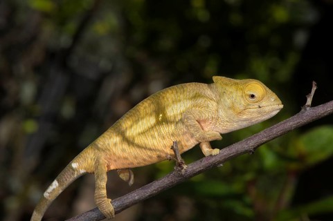 Parson's Chameleon (Calumma parsonii)