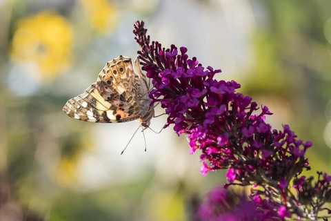 Painted lady (Vanessa cardui) on butterfly-bush (Buddleja davidii)