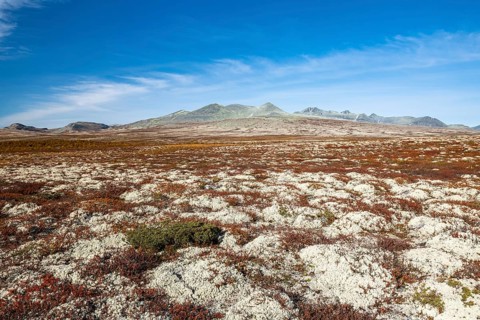 Autumnal tundral landscape in Rondane National Park