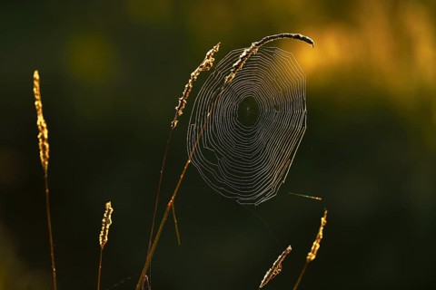 Cycle net of a spider on blades of grass