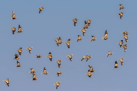 Burchell's sandgrouses (Pterocles burchelli)