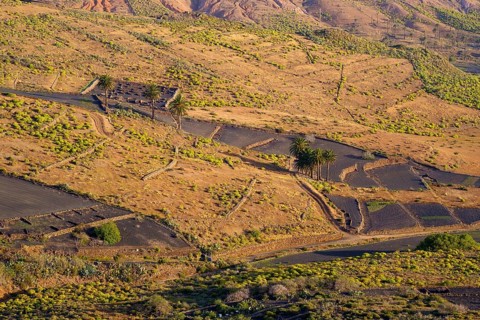 Black fields with lava gravel and palm trees in the morning light