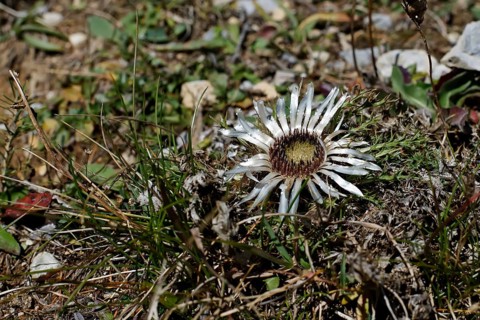 Dwarf carline thistle
