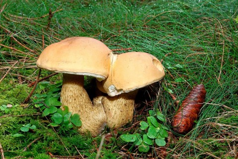 Non-edible False Bolete Mushroom (Tylopilus felleus)