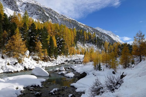 Autumnal coloured Larch (Larix) forest in the freshly snow-covered Val Roseg valley
