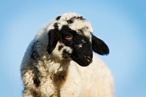 Lamb in front of a blue sky
