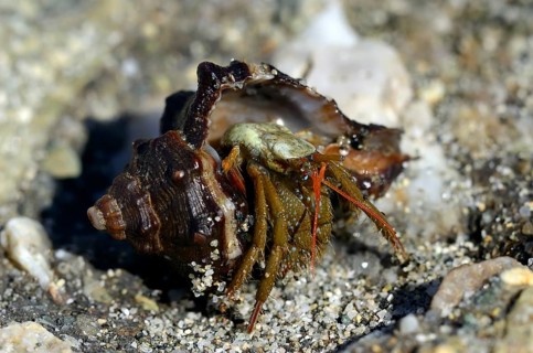 Common Marine Hermit Crab (Pagurus bernhardus) coming out of shell