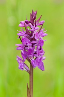 Hybrid Orchid (Dactylorhiza hybrids)