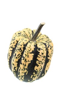 Squash variety