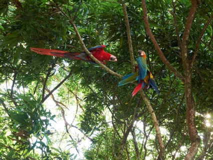 Scarlet Macaws (Ara macao)