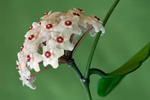 Flower umbel of a Wax Plant (Hoya carnosa)